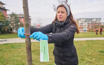 Ekologické hydrogely ze zlínské univerzity pomohou chránit stromy v Centrálním parku ve Zlíně